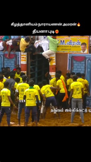 மாட்டு வேடிக்கை on Instagram: "மாடு புடி மாடு❤️‍🔥 #jallikattu #reels #instgram"