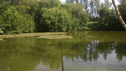 Ochard Lakes Fishery, Home Page