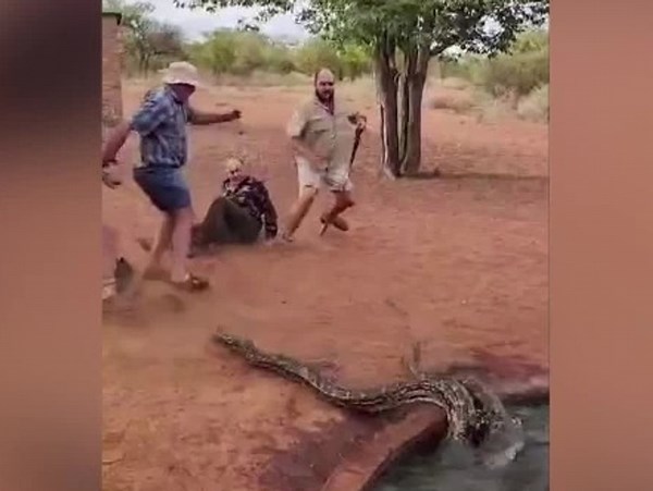 Unfairer Kampf: Fünf Männer verlieren gegen riesige Schlange