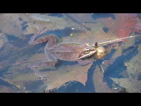 Wood Frog Calling