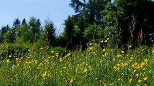 Flower Meadow, Flower, Wildflowers. Free Stock Video