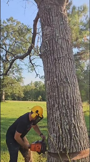 Watch as the powerful Stihl MS661 takes on a massive Red Oak in this action-packed tree-felling video! From precision cuts to the final crash, this is forestry at its finest. Whether you’re a logging enthusiast, a chainsaw pro, or just love satisfying outdoor work, this video is for you! Witness the skill, strength, and the beauty of working in nature. 🌳🔥 🔧 Featuring: The legendary Stihl MS661 Expert cutting techniques A towering Red Oak that meets its match Follow for more epic chainsaw acti