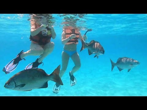 Snorkling / Garrafon Reef / Isla Mujeres / Beautiful Tropical Fish / Rays / Blowfish