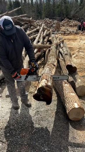 What #chainsaw do you run? #echo #husqvarna or #stihl? #logging #firewood