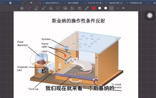 斯金纳：操作性条件反射作用说