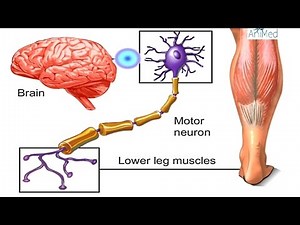 How Nervous System Works Animation - Nerve Conduction Physiology. Central & Peripheral Anatomy Video