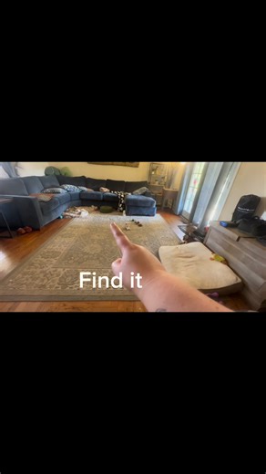 1.6K views · 36 reactions | Enjoy Tilly’s 10 tricks for her Trick Dog Novice!! Nevermind the messy living room lol I feel like it helps puppies learn to focus when they train amongst their tempting toys 樂 At least that’s what I tell myself 藍 | Mistel Standard Poodles | Facebook