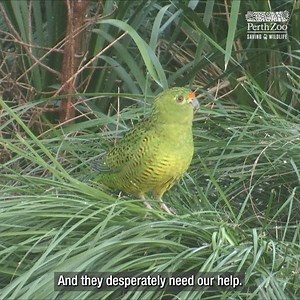 4.5K views · 324 reactions | A WORLD FIRST  With help from international experts, our animal carers undertook the world's first artificial insemination procedure on the critically endangered Western Ground Parrot. This is a big step forward for this rare native bird and a conservation milestone to be celebrated!  | Perth Zoo | Facebook