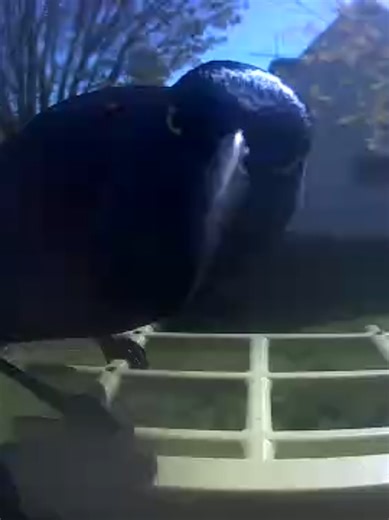 Common Grackle #birdvideo #birdsounds #birdwatching #backyardbirds #thebirdtree
