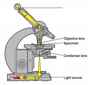 Multiple Choice Questions on Microscopy Basics