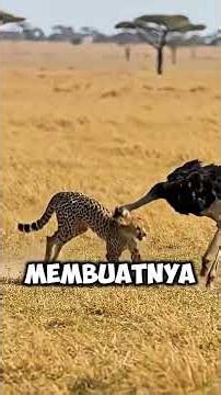 Burung Unta si Pelari Tercepat di Daratan #shortvideo #ostrich #burungunta