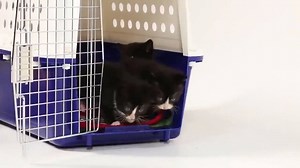 86K views · 1.8K reactions | Ces chatons et ces chiots se rencontrent pour la première fois et c'est la chose la plus mignonne que j'ai vu aujourd'hui  | Amoureux des animaux | Facebook