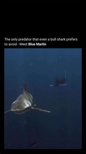 @shidank1 on Instagram: "The blue marlin fish is one of the fastest and most dangerous predators in the ocean. This massive billfish can grow over 1,000 pounds and reach speeds of 50 miles per hour. Found in the Atlantic Ocean, Pacific Ocean, and Indian Ocean, the blue marlin is known for its aggressive hunting style, making it a true apex predator in deep sea waters. Via @jlemps #knowledge #fyp #history #didyouknow #technology #tech #innovation #experiments #reels"