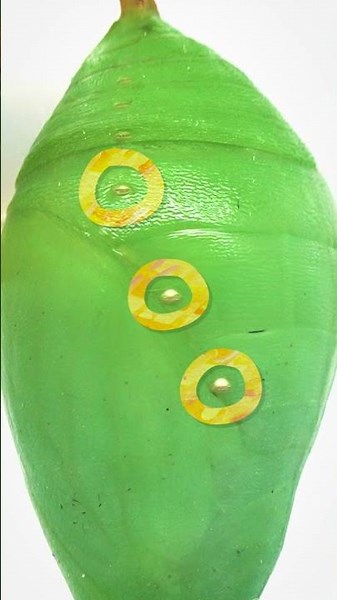 How Does a Chrysalis Breathe?