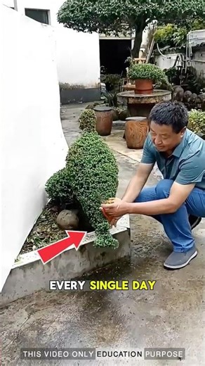 Turning Plants Into animal— Topiary Art Master at Work : #plants #gardening #viralvideo