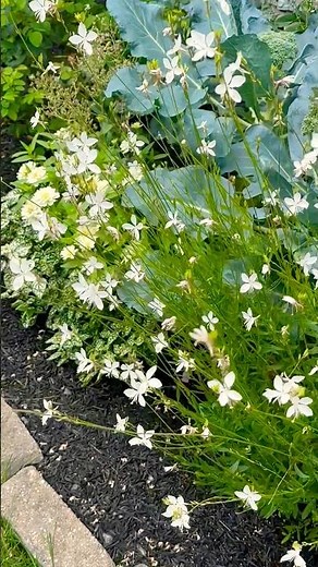 White Gaura and Profusion White Zinnias #whitegaura #profusion #annualflowers