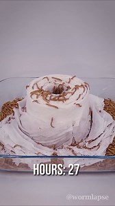 2.4M views · 11K reactions | 10 000 Mealworms Eating Stuff in Timelapse #food #timelapse #Mealworms | WormLapse | Facebook