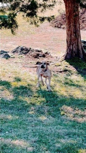 My red tick English coonhound rocket he’s got a train on horn on him