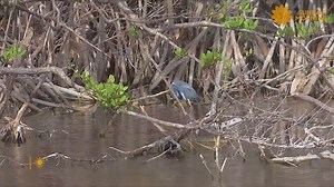 138K views · 5.3K reactions | We leave you this Friday evening with a visit to J.N. "Ding" Darling National Wildlife Refuge in Sanibel, Fla., where nature is on the mend following the devastation caused by last year's Hurricane Ian. Videographer: Charles Schultz. | CBS Sunday Morning | Facebook