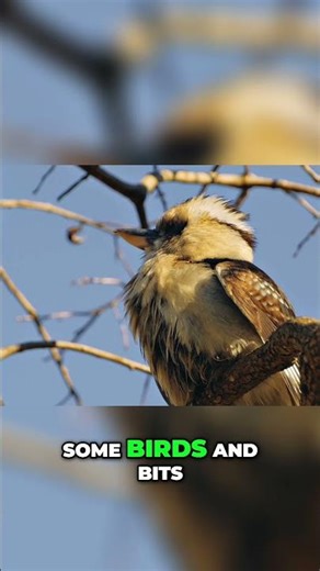 Spring Wildlife! Witness Nature's Beauty at Its Finest