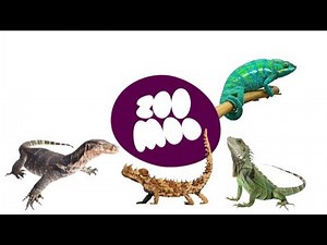 ZooMoo Specials | Lizards |