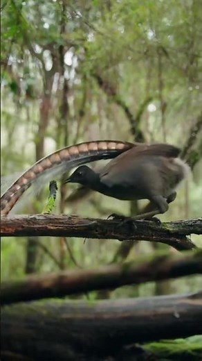 The Incredible Lyrebird: Nature’s Ultimate Sound Mimic