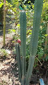 16 reactions · 4 comments | Peruvian apple cactus pwede ko na po bang pitasen ito? #fypシ゚viralシ #fypシ゚ #peruvianfood #cactus #peruvianapplecactus #ediblecactus | Garden/Farm Of Danie Sam | Facebook