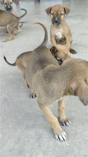 little puppy 🥰#shorts#happyness