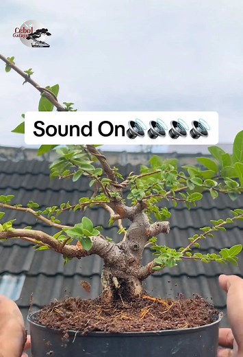CebolGarage_BonsaiArt on TikTok