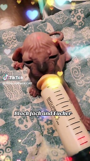 Think Sphynx Cattery LLC on TikTok