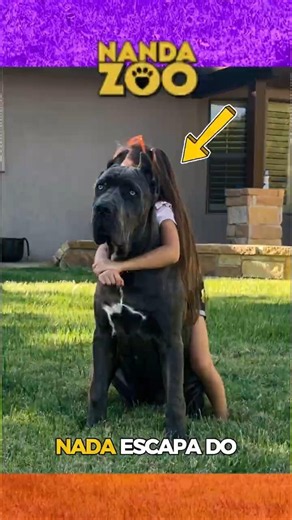 Why the Cane Corso NEVER Leaves Her Side? 🐕🛡️ #dog #shorts #animals