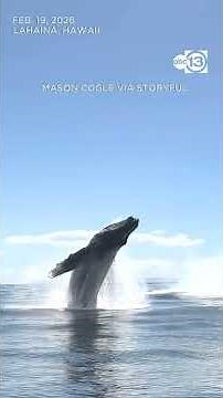Triple Whale Breach