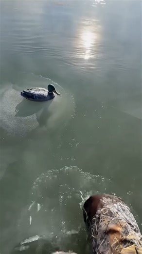 These Ducks Are Trapped in Ice… And Still Alive 😱