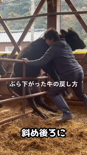 How to Safely Mount a Cow in a Barn Setting