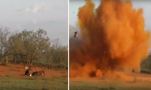 Watch the shocking moment a hunter BLOWS UP a herd of feral pigs