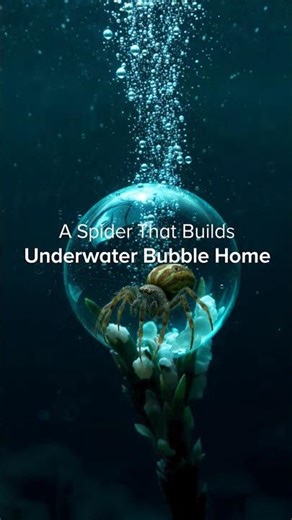 A Spider That Builds an Underwater Bubble Home — The Diving Bell Spider Explained🕷️#animalfacts