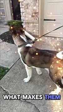 What is an American Akita? Discover what makes this loyal, powerful, & intelligent breed so unique.