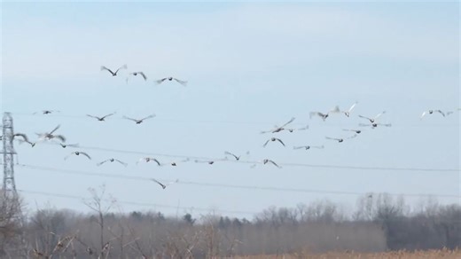 Sparking up a ripple effect: How the wildfires impact Sandhill Crane migration