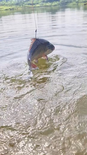 Real Fisherman’s Choice – The #1 Live Bait for Monster Catfish! | Catch Fish With ET