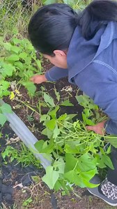 215K views · 957 reactions | Organic Garden Soil Preparation | How To Growing Lettuce VEGETABLES #tips #ideas #transplanting #garden #gardeninspiration #soilpreparation #gardenpreparation #organicgarden #how #howto #lettuce #growing #tutorial | Pinoy Vlog in New Zealand | Facebook