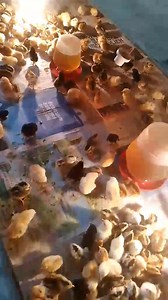 After pila ka months, puwede na ni for our Ambag sa Hapag Program ah. 🐤🐥🐔 #kaykonsehalacatorcehindikaalkanse | Ma Ester Marin Catorce