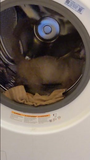 Cat Uses Washing Machine as Hamster Wheel by Walking Inside it - 1428201