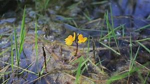 Flowers of the Utricularia vulgaris, an aquatic species of bladderwort
