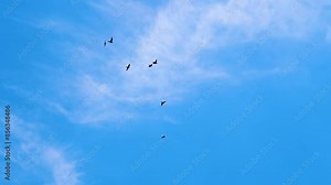 Pigeons flying into the distance in the blue sky in slow motion. Birds high in the sky flap their wings. Wildlife concept