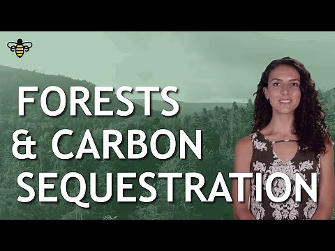Forests & Carbon Sequestration