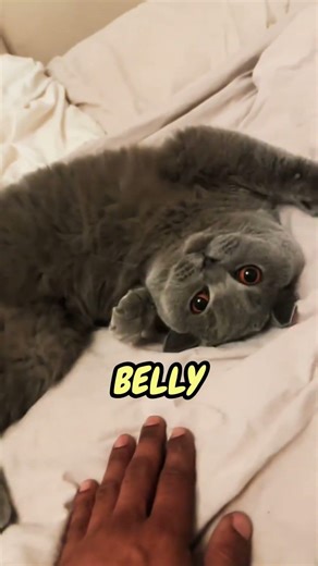 Learn Cat Body Language 🐈😍😸 #cat #catlife #catvideo #catshorts