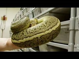 Snake Bytes TV - "Blindfolded Snake Bites"