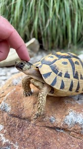 94K views · 10K reactions | Greek Tortoises Come from Africa?! 勞...