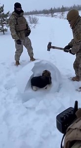 they save wolf | Frozen Seconds Rescue