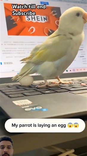 My Parrot Laid an Egg on My Laptop… So I Gave It to a Hen 🥚😳🦜#animalrescue #cute #animals #shorts